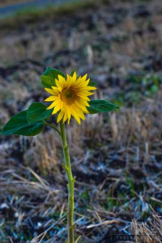 Rallye National Dunes et Marais 2022 45ème édition